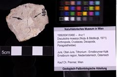 Foto (Objekt + Etiketten) von Discutiolira moesica (Muţiu & Bădăluţă, 1971) (NHMW-GEO-1990-0041-0480)